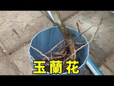 金玉蘭種植|【金玉蘭花種植】點亮你的花園：金玉蘭花的種植秘訣，打造芳香。